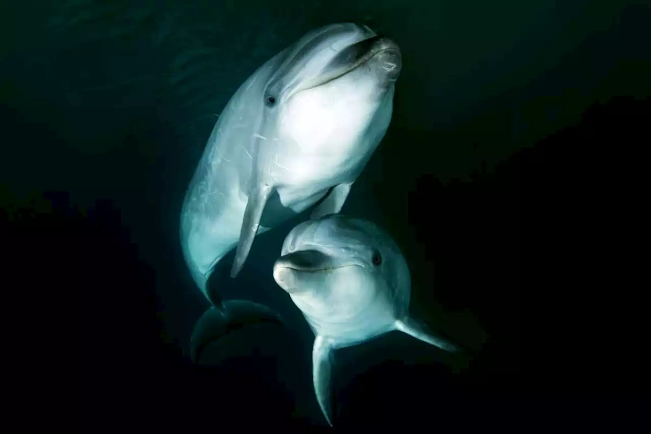 Bottlenose dolphins can identify friends by tasting their urine