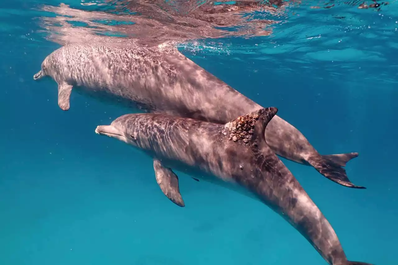 Rubbing against coral seems to be a popular skin treatment in dolphins