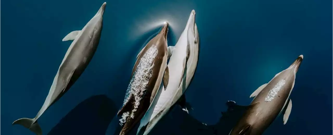 Dolphins Keep Tabs on Each Other by Tasting Pee, Especially if It's Pee From a Friend