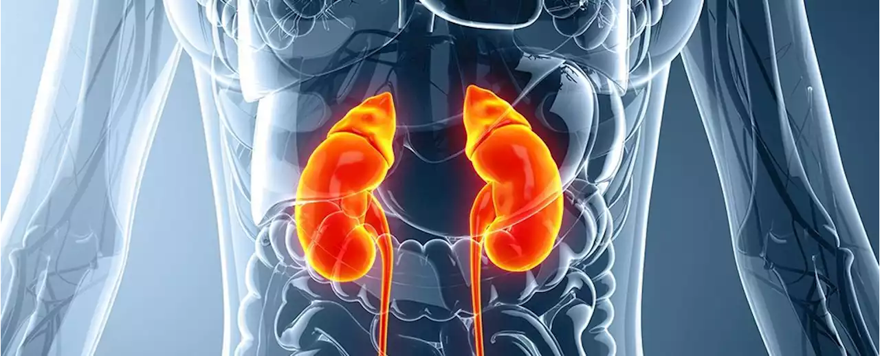 Researchers Just Found That Kidneys Act on Blood Differently Than We Thought Before