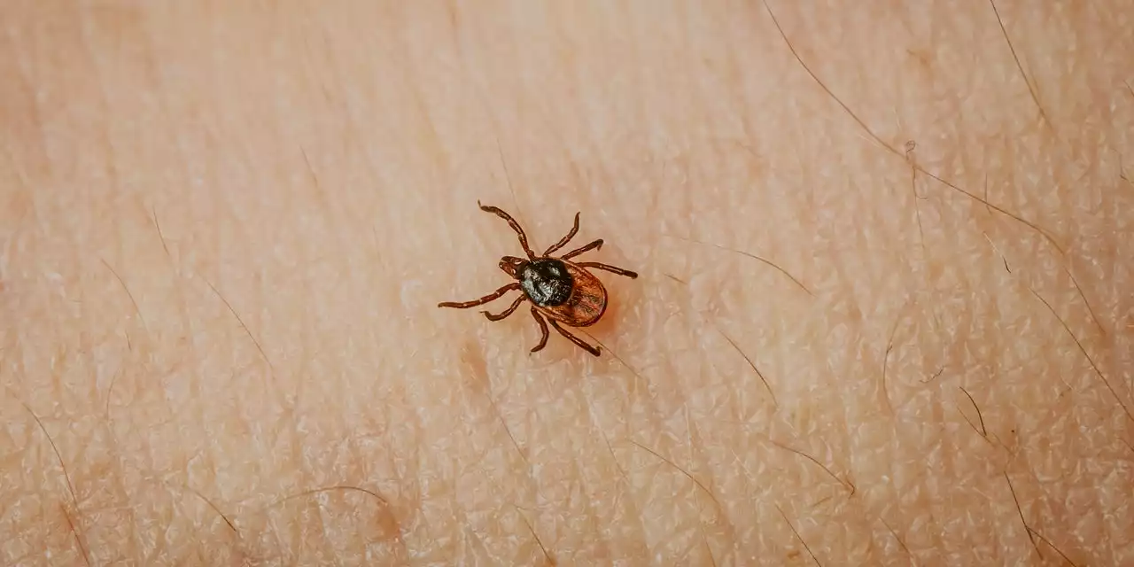 Ticks Are Spreading in the U.S., Spurring New Health Threats