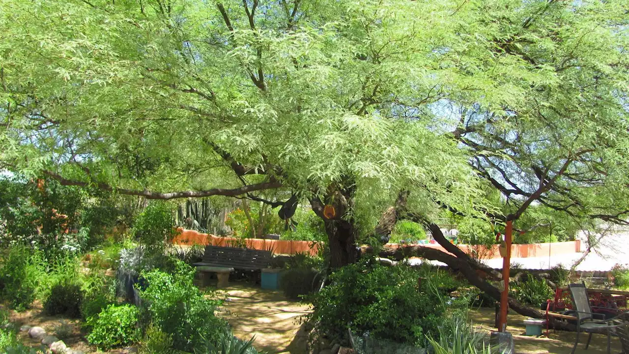 Here's how to choose the right trees for your Tucson backyard