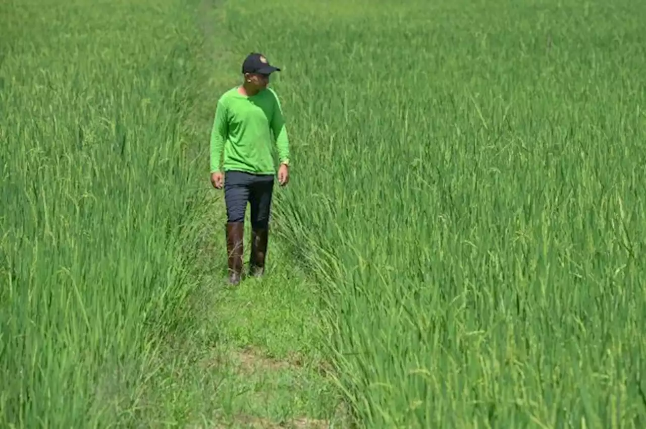 AP beras kekal, jamin stok negara