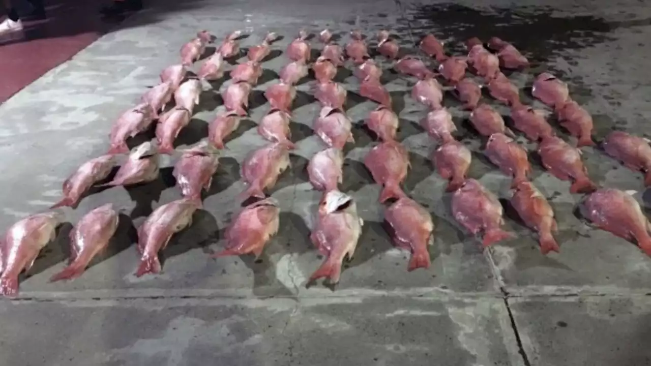 Coast Guard searches for poachers from Mexico stealing fish from U.S.