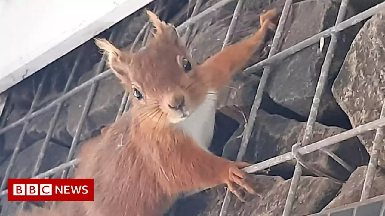 Cheeky red squirrel barricades tawny owl box to start family