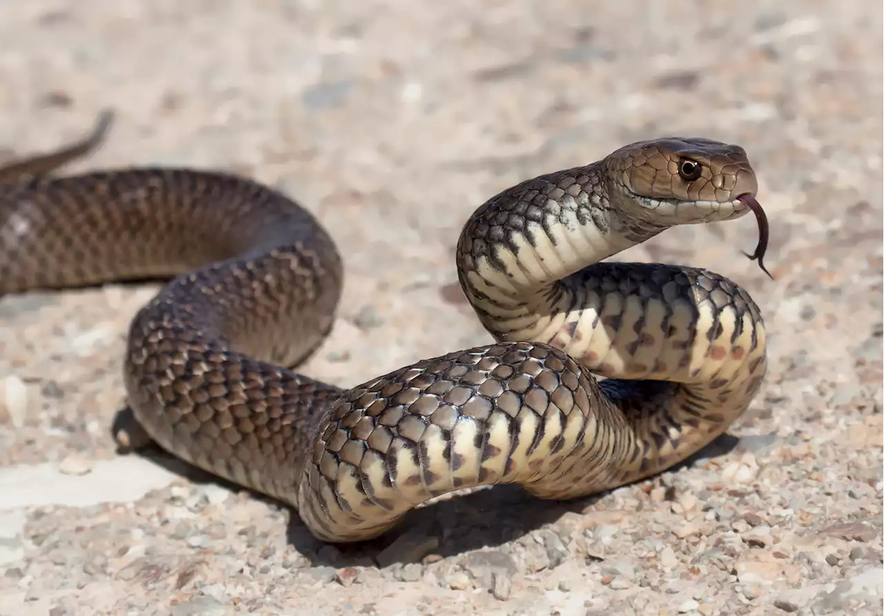 The No. 1 Sign There's a Snake in Your Garage — Best Life