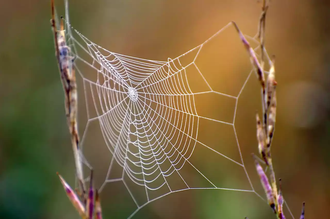 5 Fascinating Uses of Spider Silk