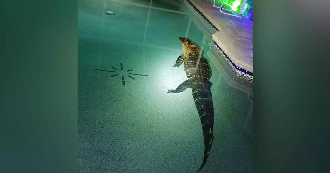 550-pound alligator goes for a dip in Florida family's swimming pool