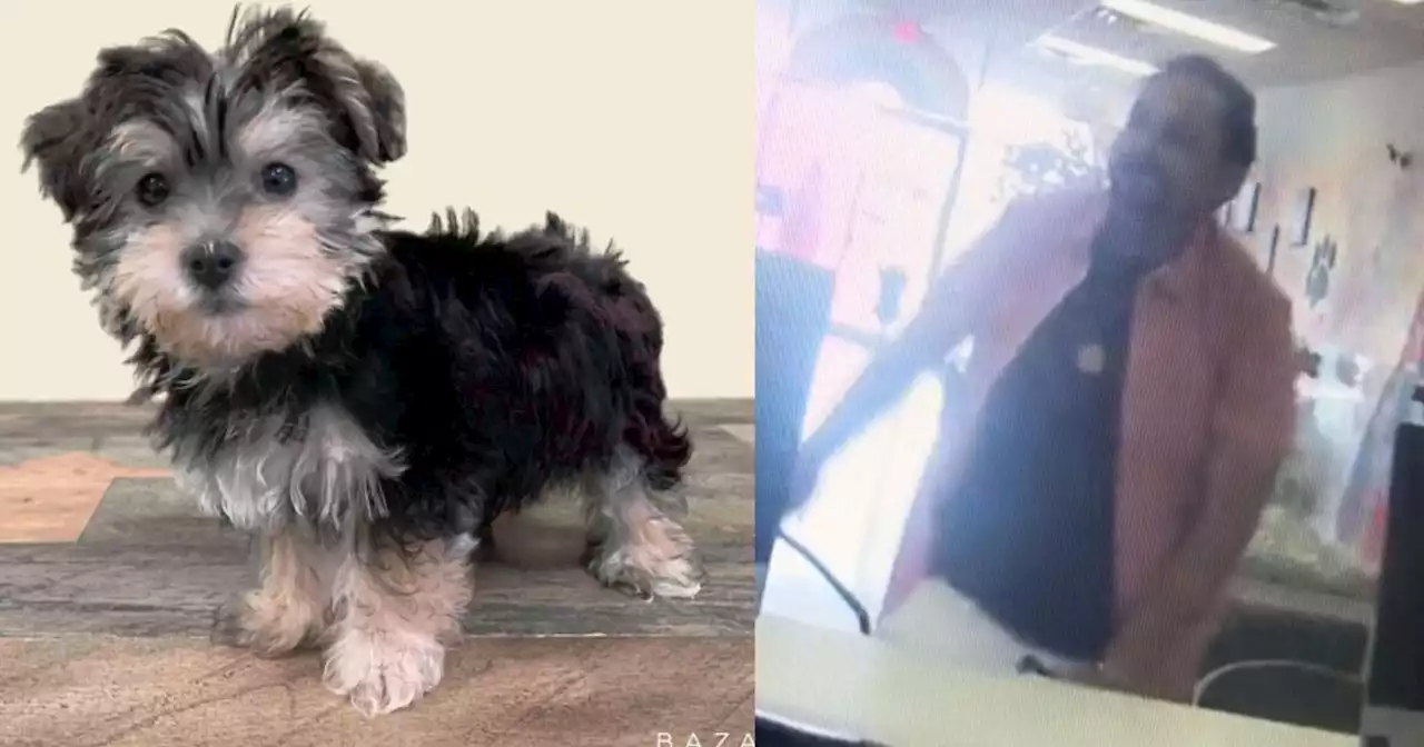 Reward offered for puppy stolen from southern Utah pet store