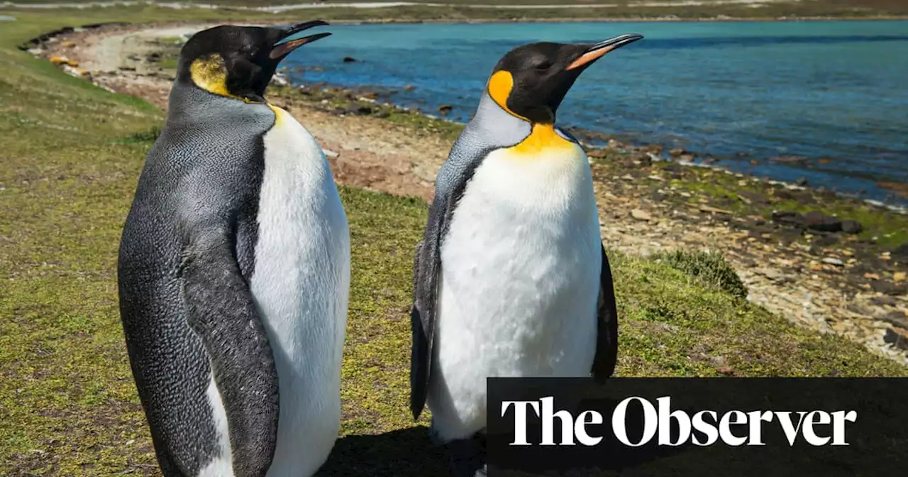 ‘Partying with penguins’: joy as Falklands town wins coveted city status to mark the Queen’s jubilee