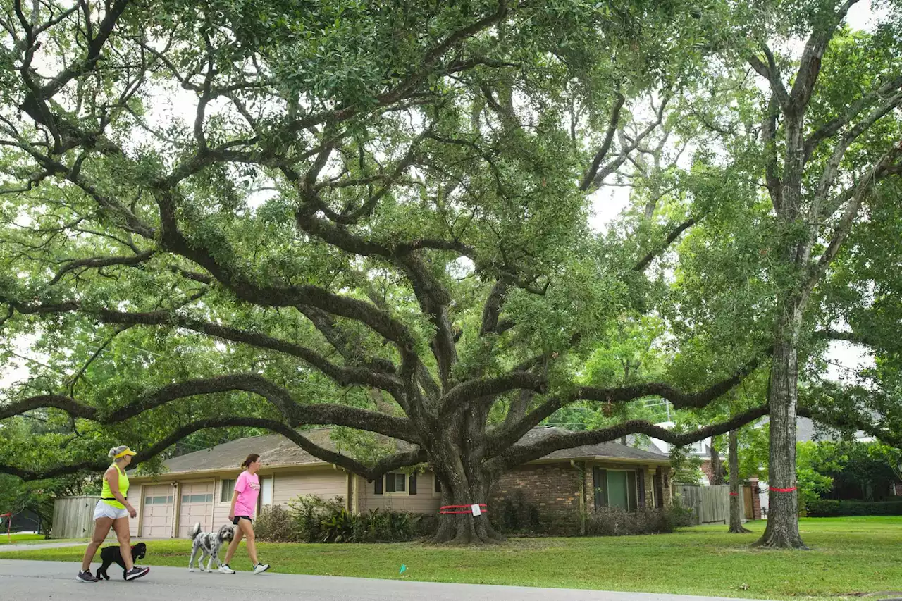 Hedwig Village residents mobilize to keep 200-year-old oak tree from being cut down