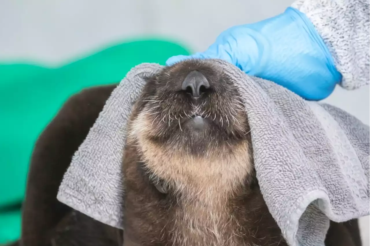 Long Beach aquarium exhibition focuses on baby creatures and protecting their habitats