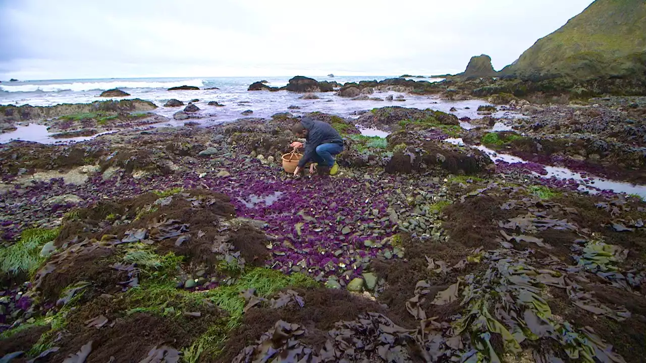 Mendocino County Chef Hoping to Make Invasive Purple Urchin Delicious