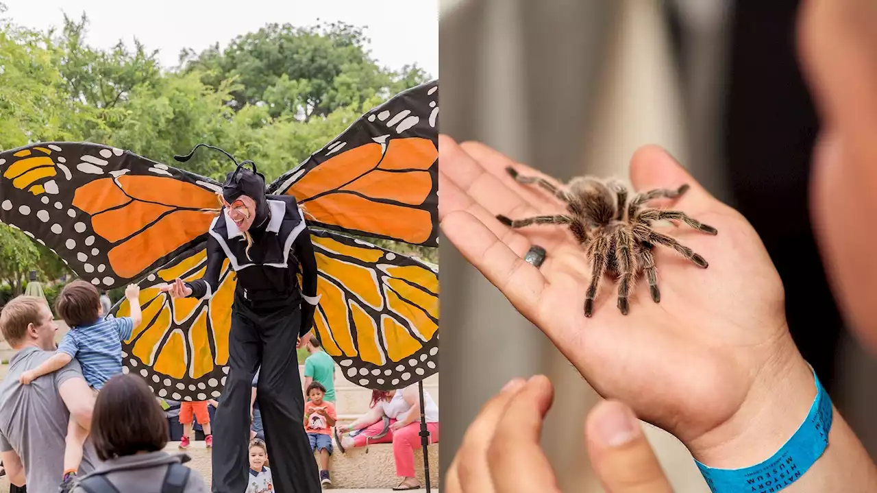 Bug Fair Wriggles Into the Natural History Museum