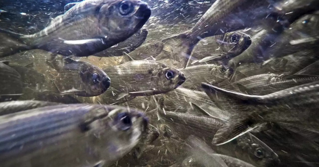 Alewives return to China Lake for the first time since 1783