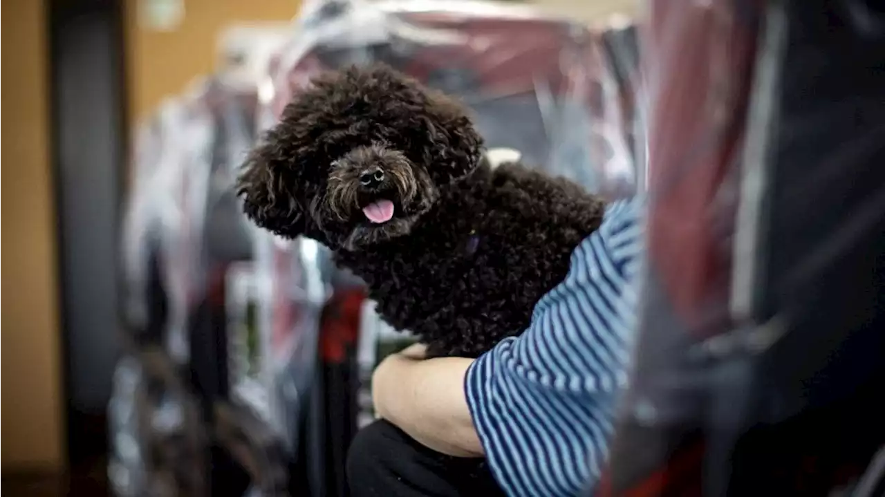 Hasta los perros pueden disfrutar del fantástico tren bala en Japón