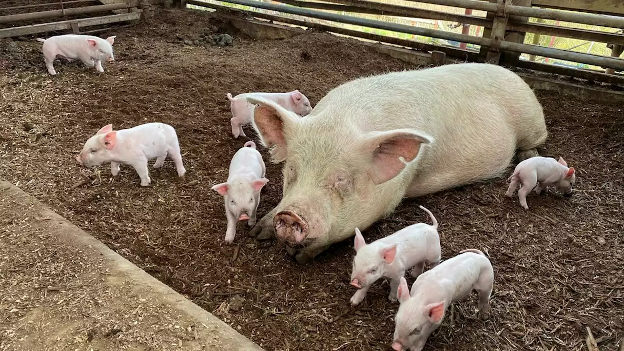 ｢世界中のトウモロコシが中国豚に食べ尽くされる｣未曾有の'豚肉危機'を前に神奈川の養豚家がやっていること ウクライナ侵攻で大規模畜産は限界を迎えつつある