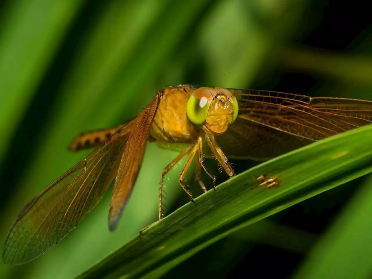 Wetland habitat loss, climate change put shimmery dragonflies at risk of extinction