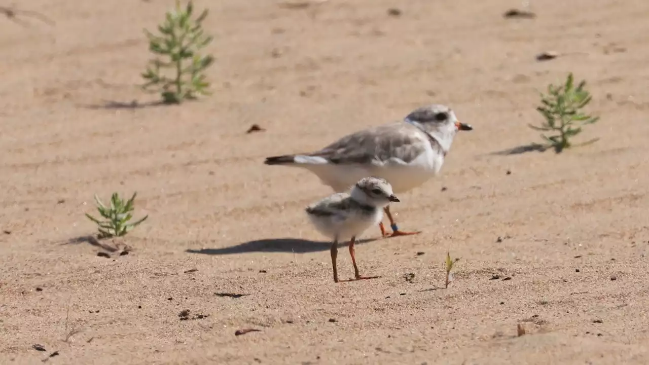 Legacy of Monty and Rose Lives On: 2021 Chick Spotted in Minnesota