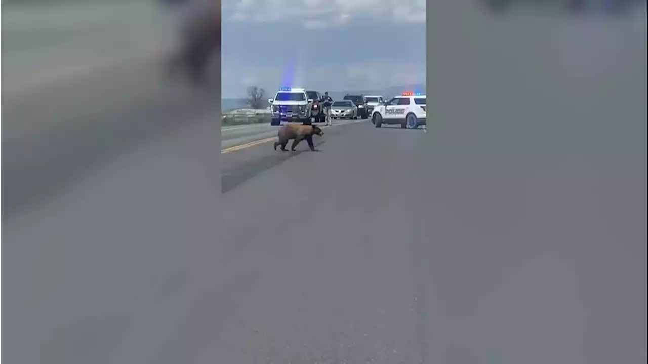 WATCH: Police close highway so bear can safely cross