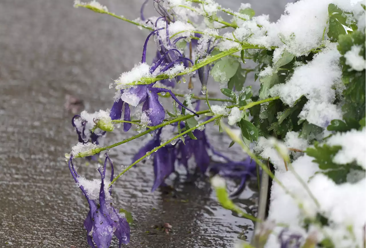 Late spring Colorado snowstorm knocks out power for 210,000