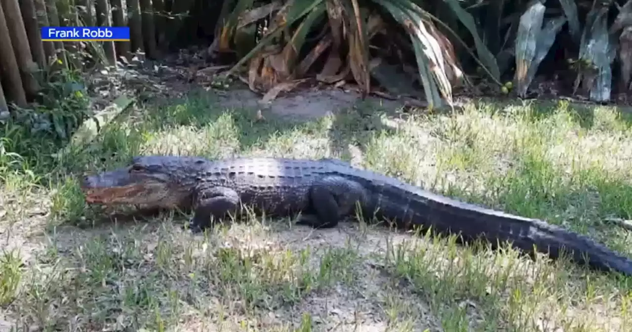 Chance The Snapper, Chicago's favorite gator, buffed up and ready for beach season in Florida