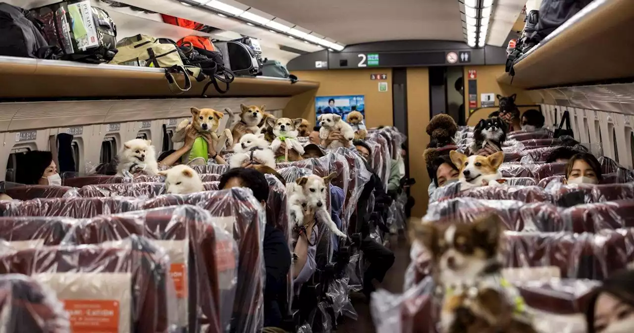 Por primera vez los perros viajaron en un vagón del tren bala