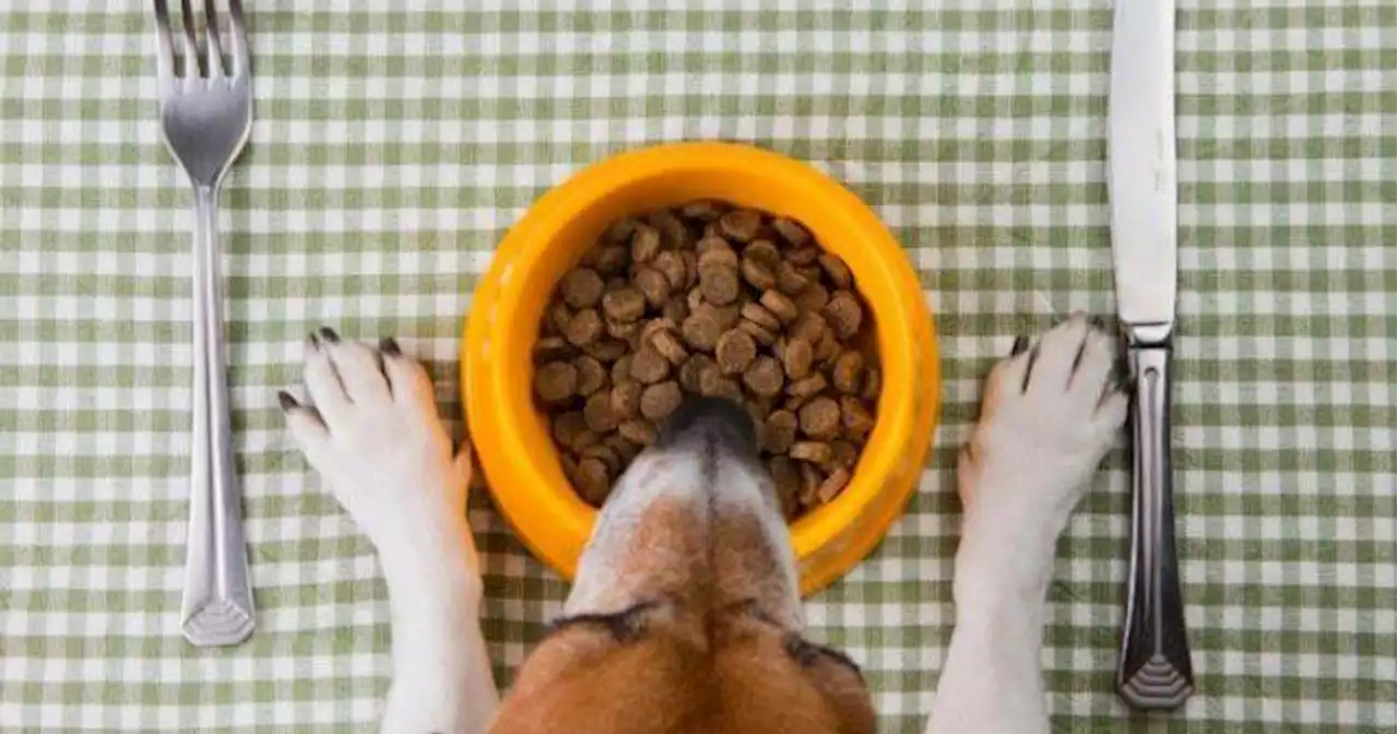 Debunking common pet food myths