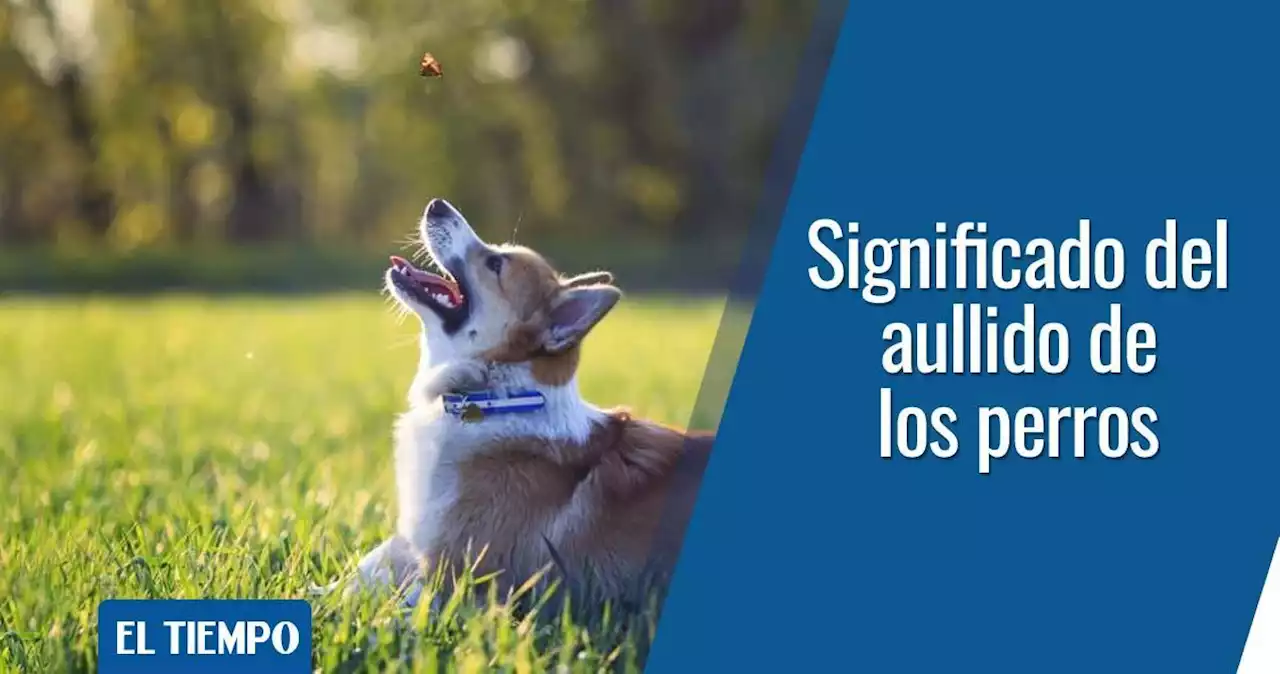 Perros: ¿qué significa su aullido y por qué lo hacen?