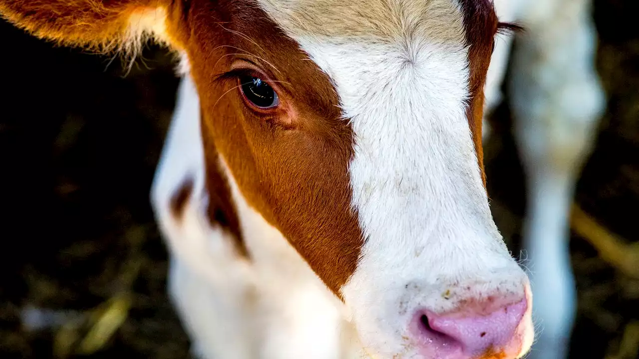 Rural West Texas official arrested, charged with stealing cattle