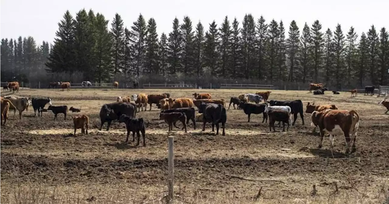 Community meeting held to discuss proposed feedlot near popular Alberta lake - Edmonton | Globalnews.ca