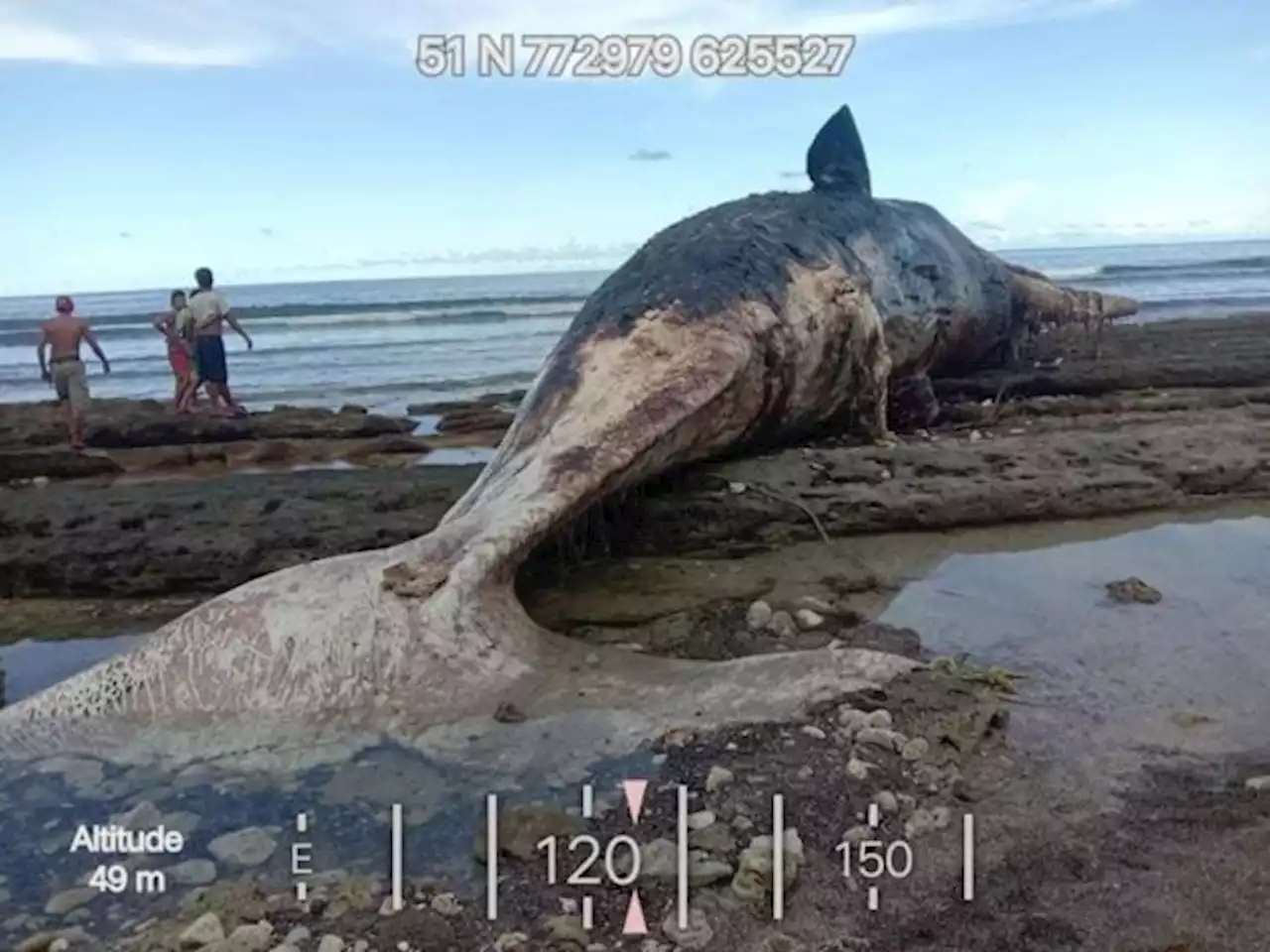 Dead sperm whale found on Davao Occidental shore