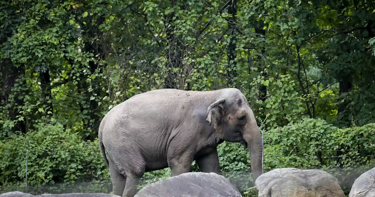 Happy is an Asian elephant. But is she also a person?