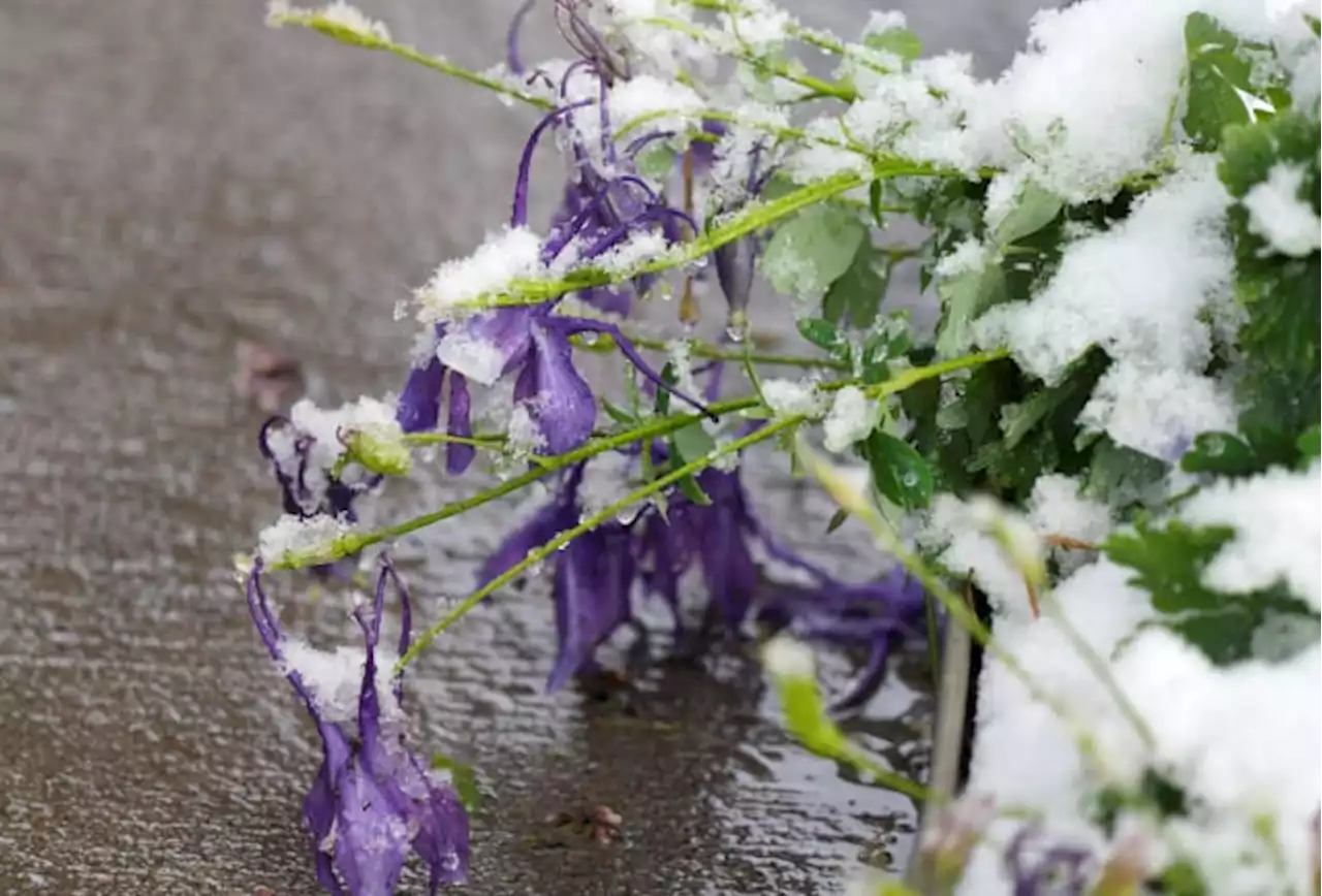 Late spring Colorado snowstorm knocks out power for 210,000