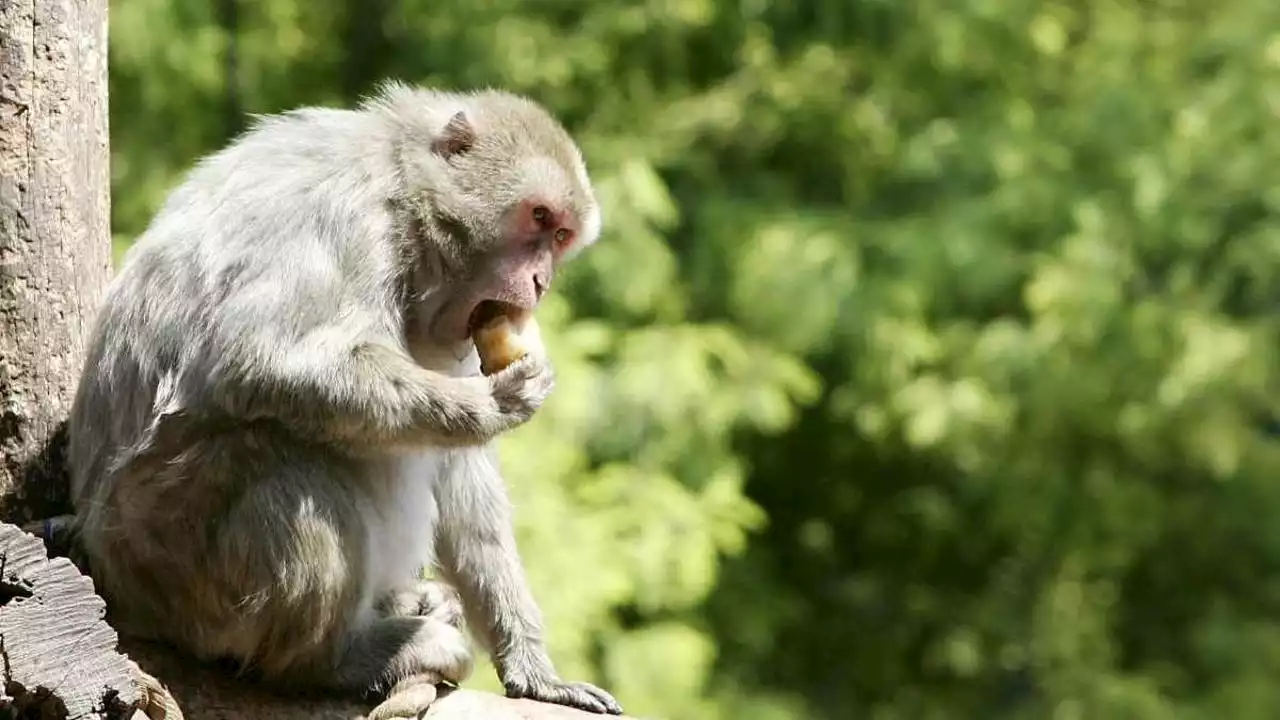 Vaiolo delle scimmie, l’Oms: “Situazione evolve, attesi altri casi”