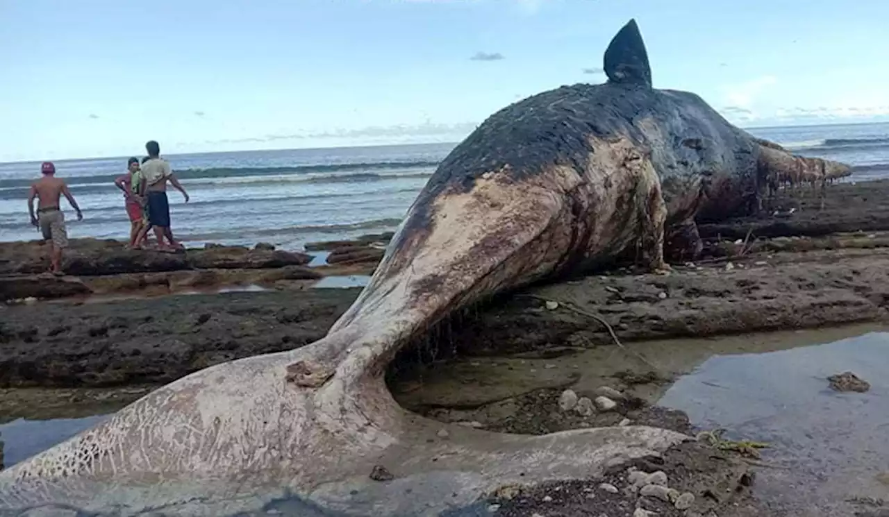 Dead sperm whale found beached in Davao Occidental