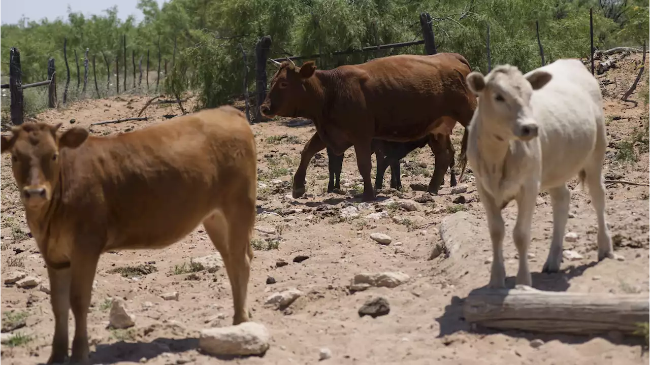 Rural West Texas Official Arrested, Charged With Stealing Cattle