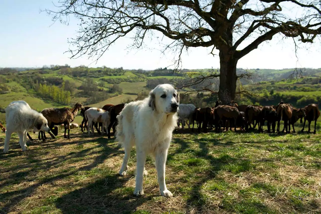 How the massive dogs bred to protect livestock could save wolves too