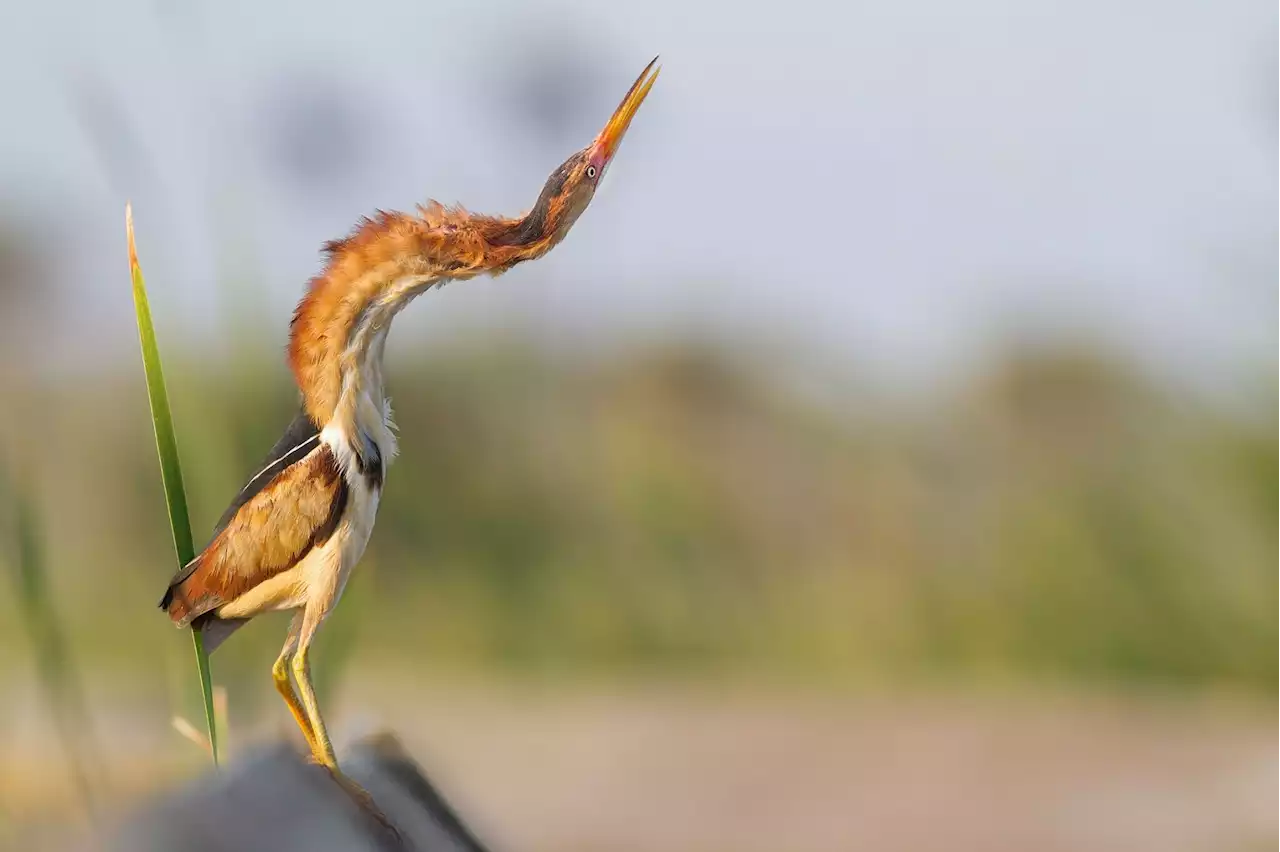 15 bird photos that will make your heart sing