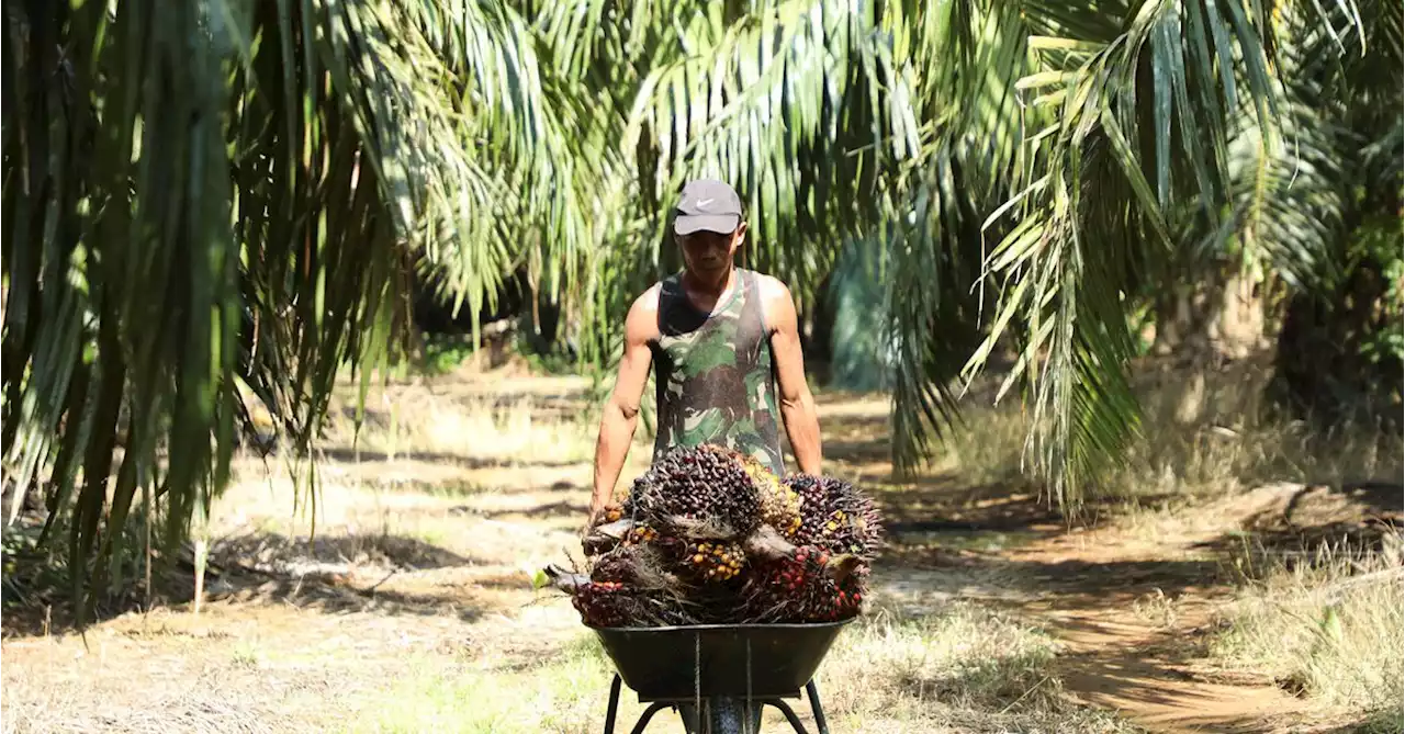 Malaysia sees sustained competitiveness even as Indonesia resumes palm oil exports