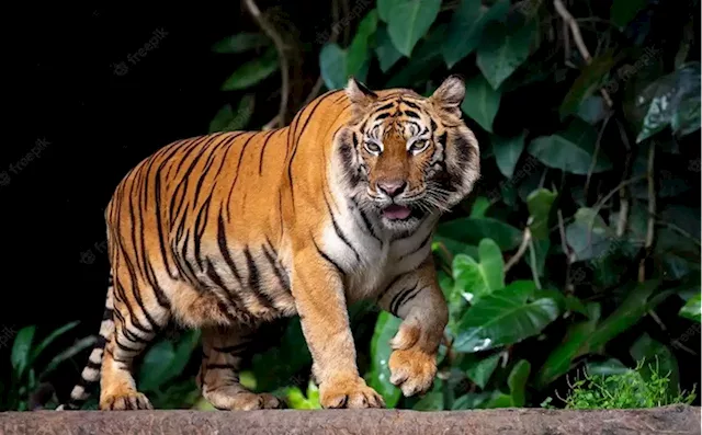 perbedaan harimau jawa dan sumatera