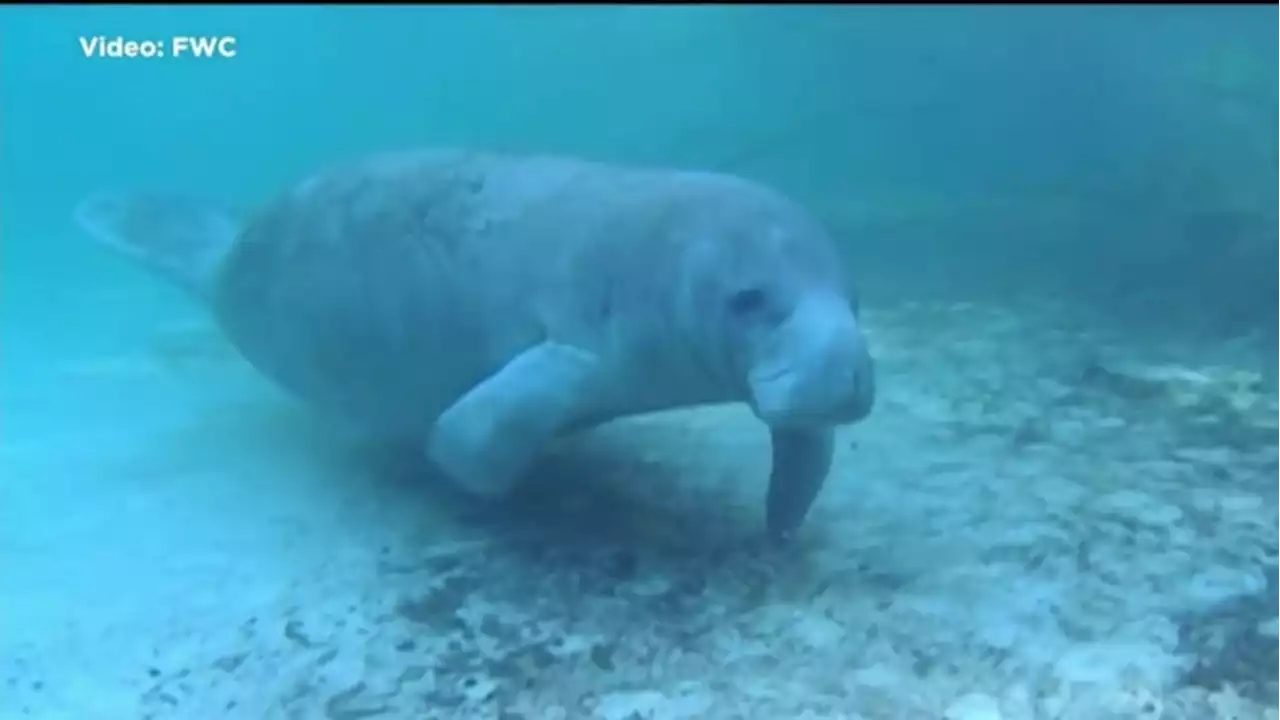 Safe Boating Week good reminder to go slow for manatees below