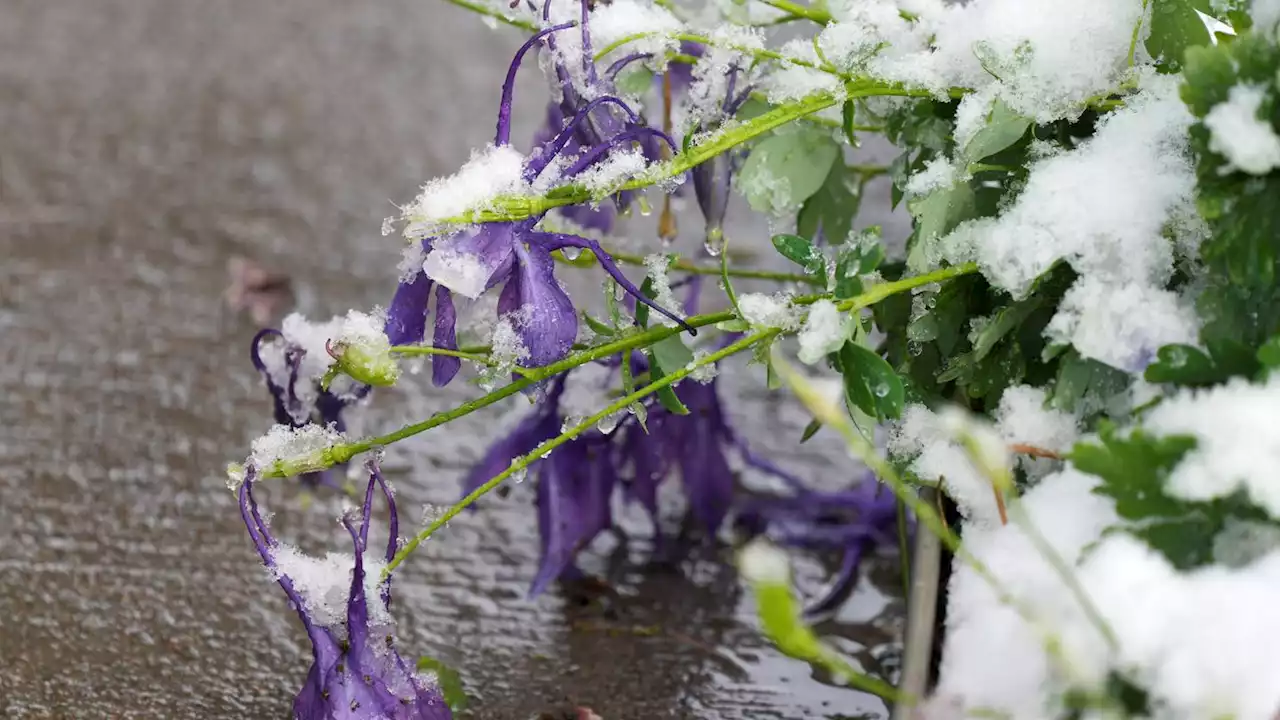 Late spring Colorado snowstorm knocks out power for 210,000