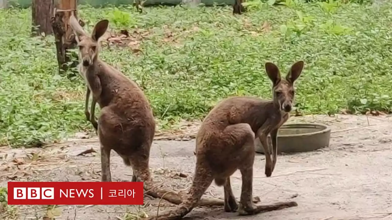 인도에 캥거루가 나타났다? - BBC News 코리아