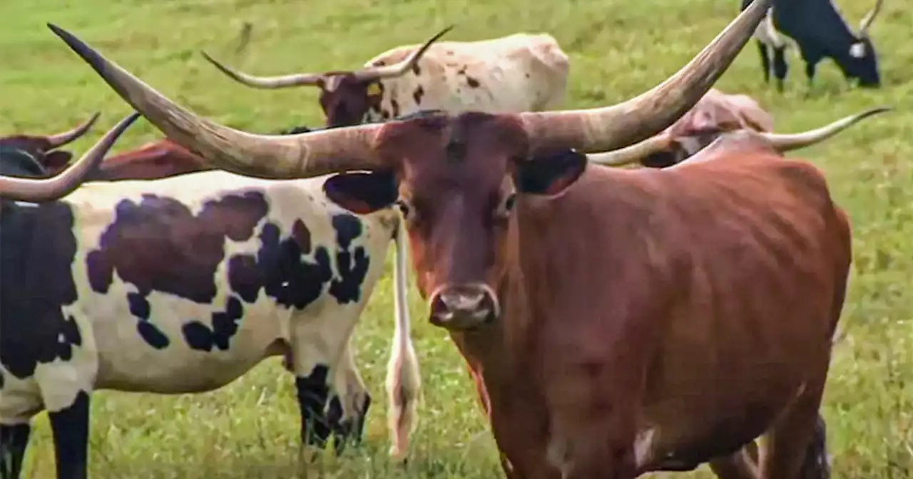 Rural Texas official arrested, charged with stealing cattle