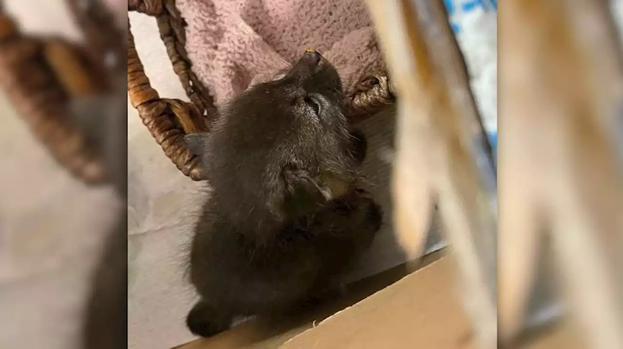 Woman brings home baby fox, mistaking it for kitten