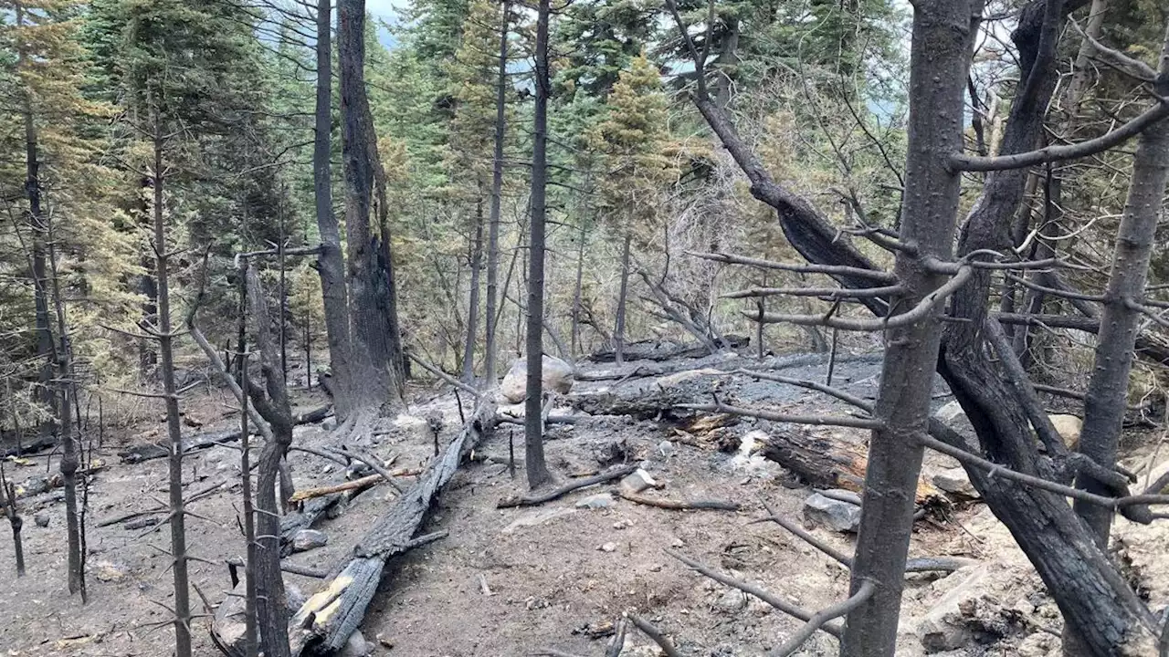 Containment increases at Plumtaw Fire after cool, wet weather