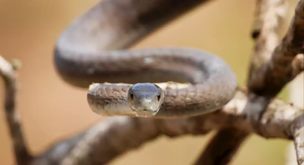 10 of the World’s Deadliest Snakes