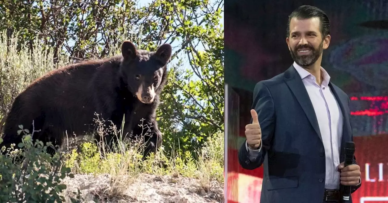 Utah hunting guide charged with illegally baiting bear that Trump Jr. killed