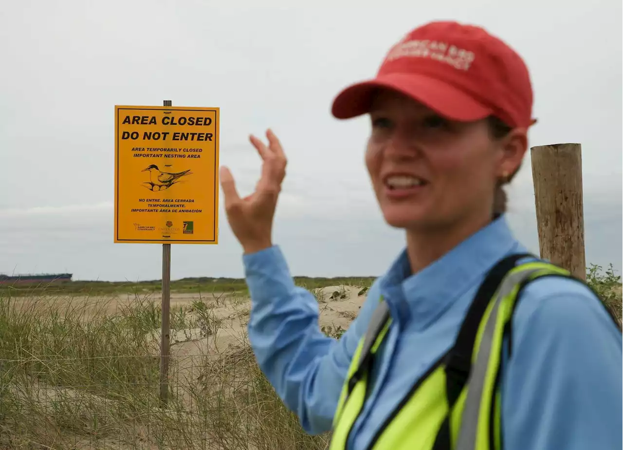 Memorial Day is peak nesting season for Galveston birds. So watch where you step, experts warn.